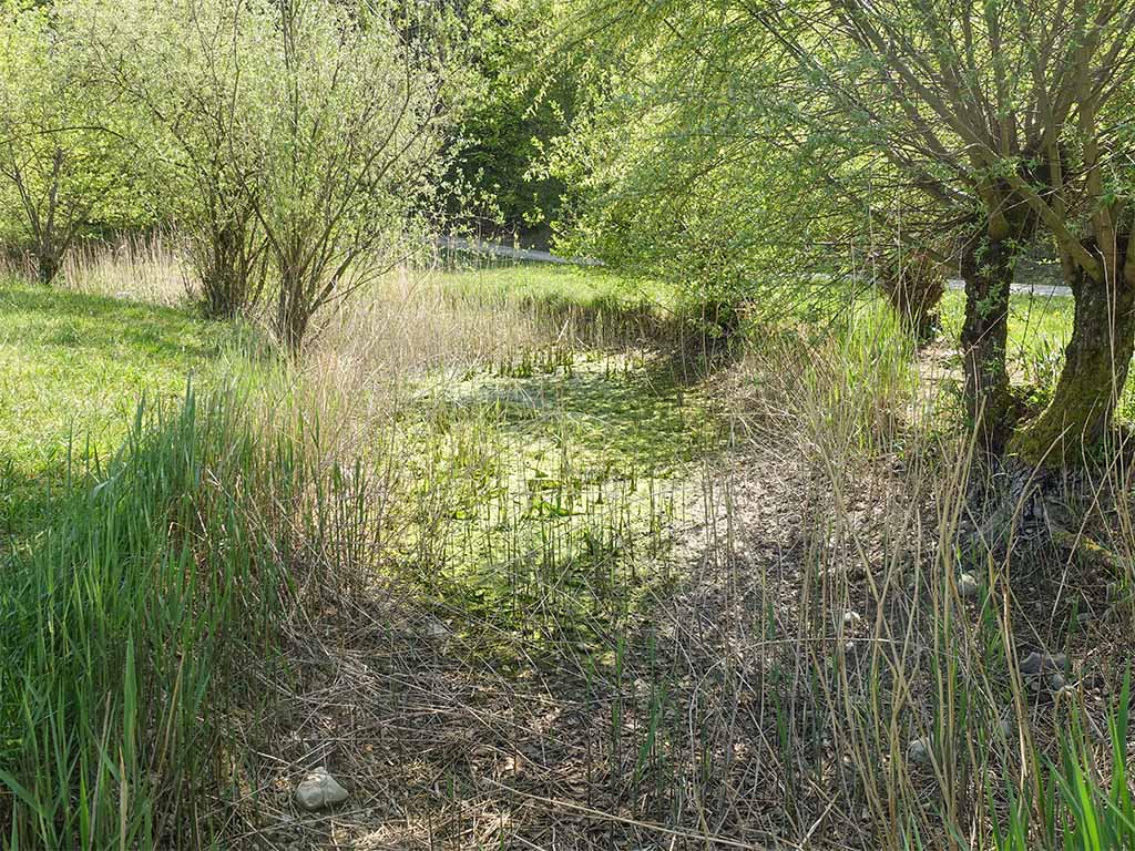 Ausgetrockneter Weiher