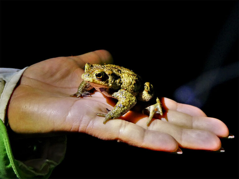 Erdkröte auf Hand