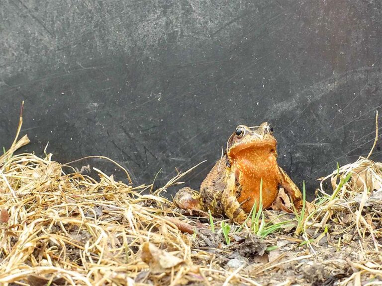 Grasfrosch am Zaun