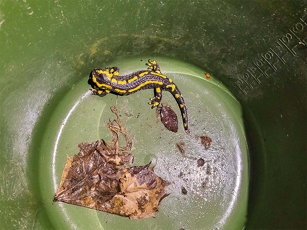 Feuersalamander