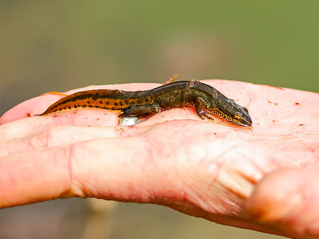 Fadenmolch auf Hand