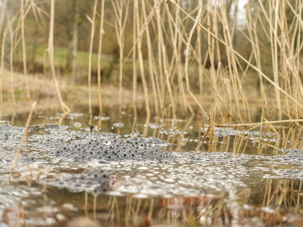 Grasfroschlaich im Weiher.