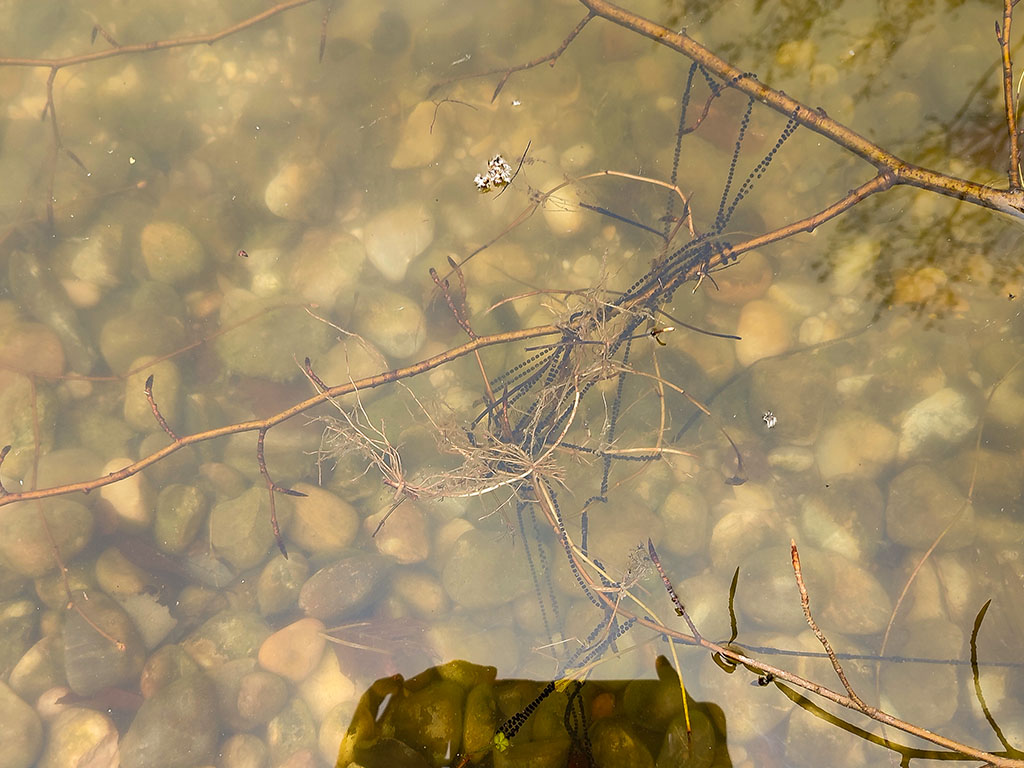 Krötenlaich im Weiher.