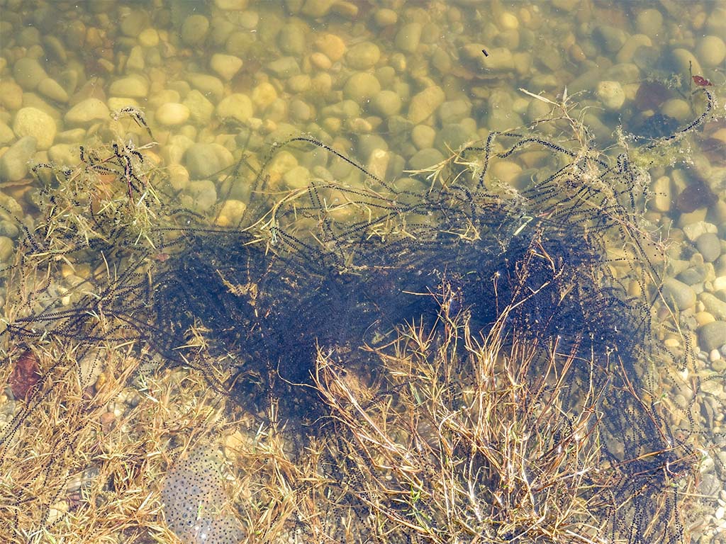 Erdkrötenlaich in Teich.