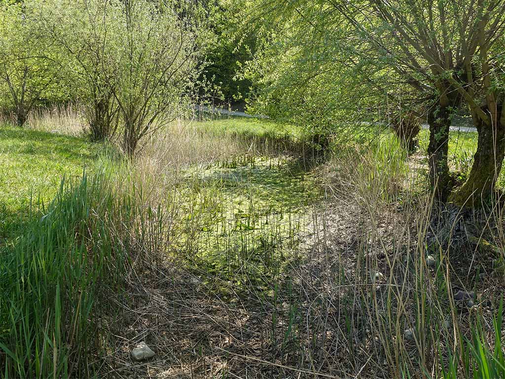 Ausgetrockneter grosser Teich April 2020