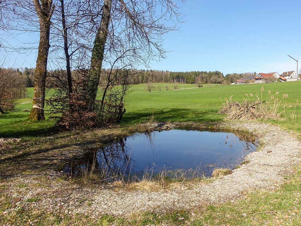 Kleiner sanierter Teich