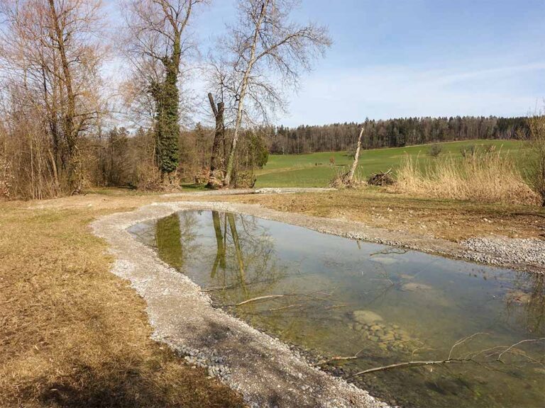 Neuer sanierter Teich