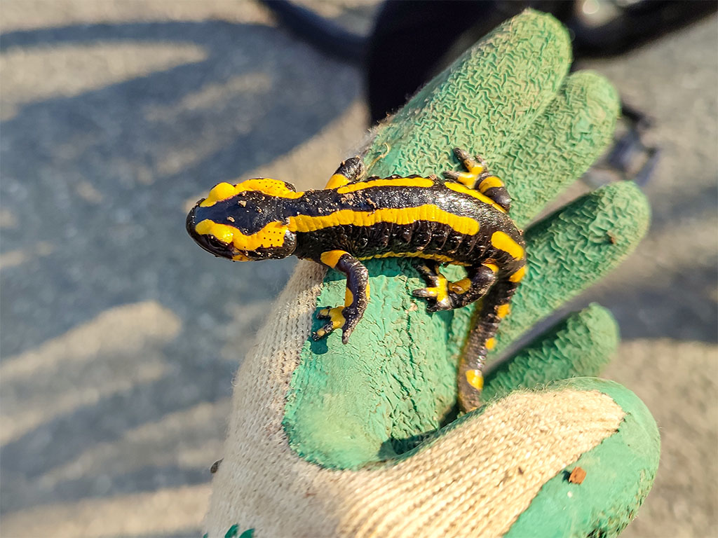 Feuerslamander auf einer Hand mit Handschuh.