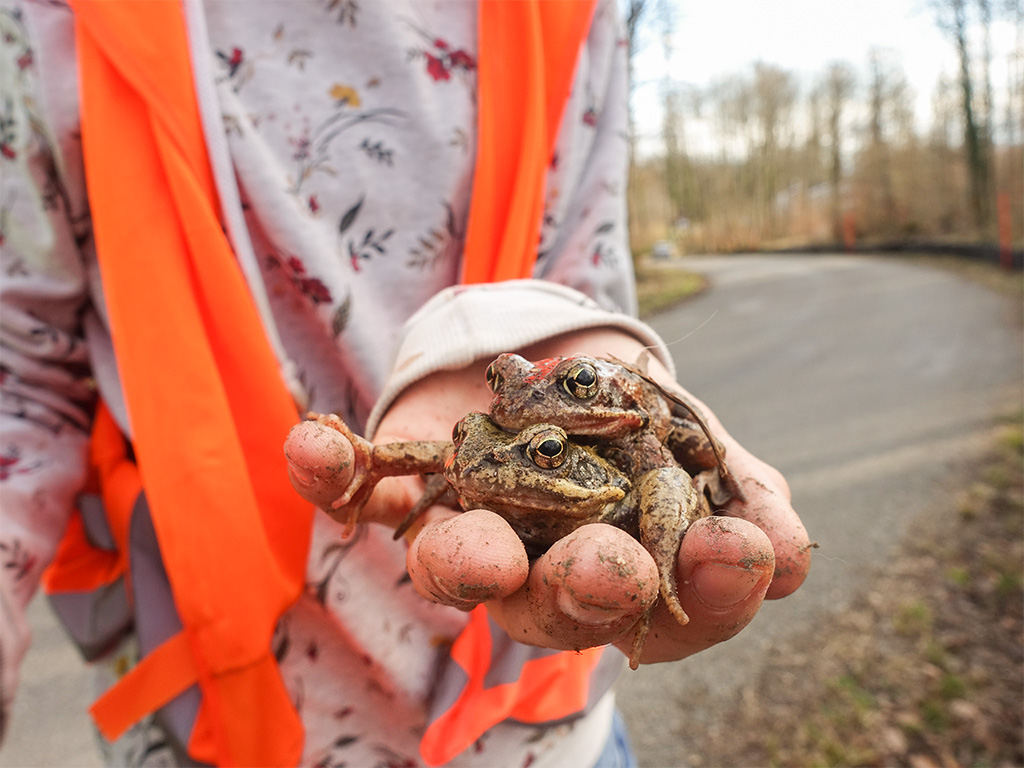 Erdkröten in einer Hand