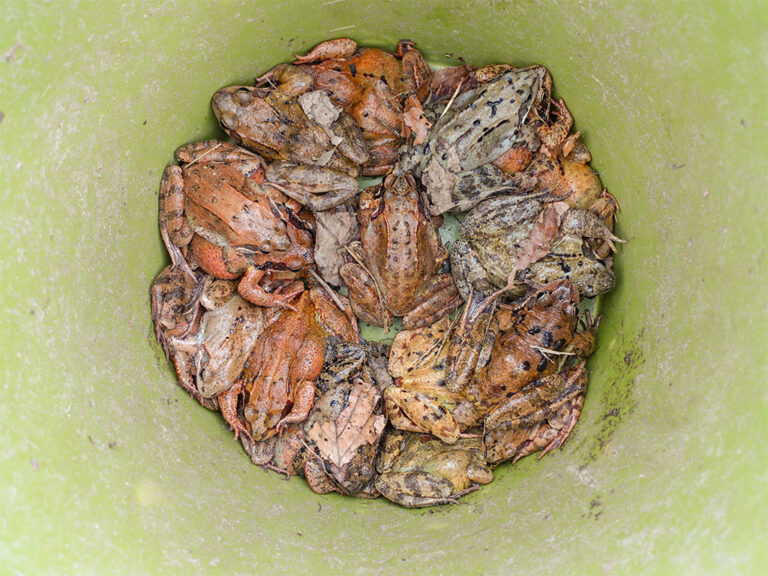 Grasfrösche in einem Kübel