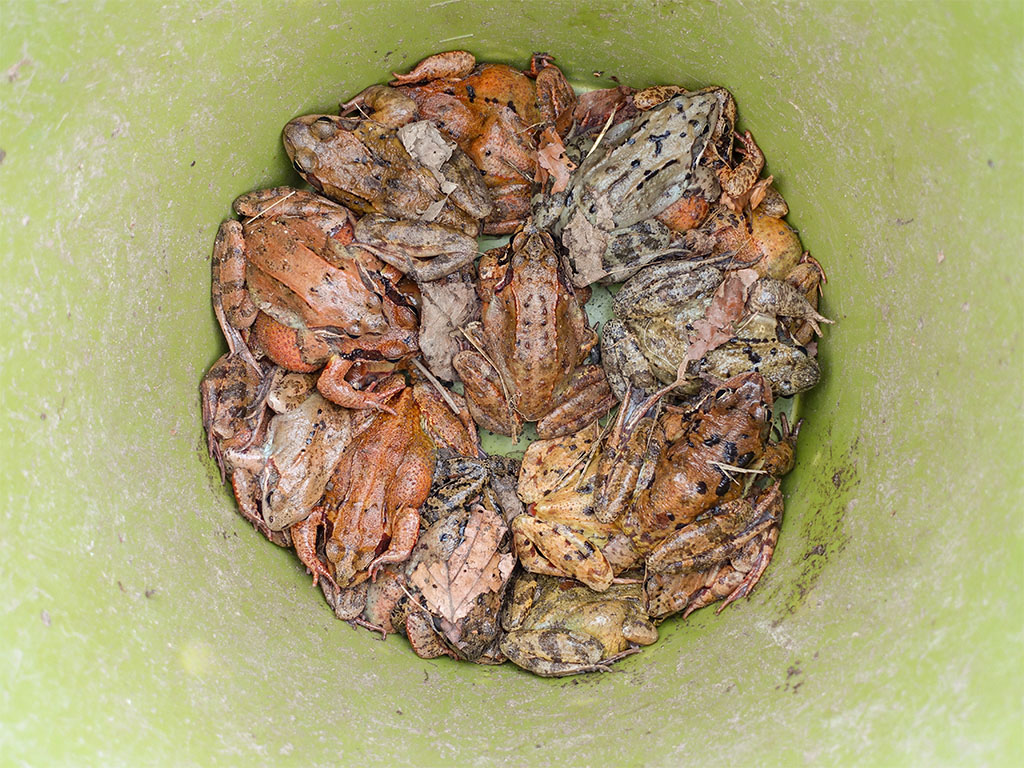 Grasfrösche in einem Kübel