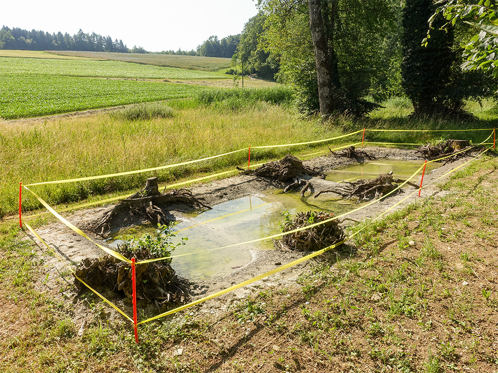 Unkenteiche gefüllt mit Wasser