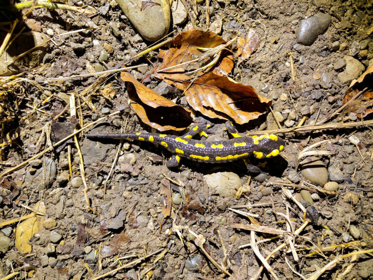 Feuersalamander unterwegs