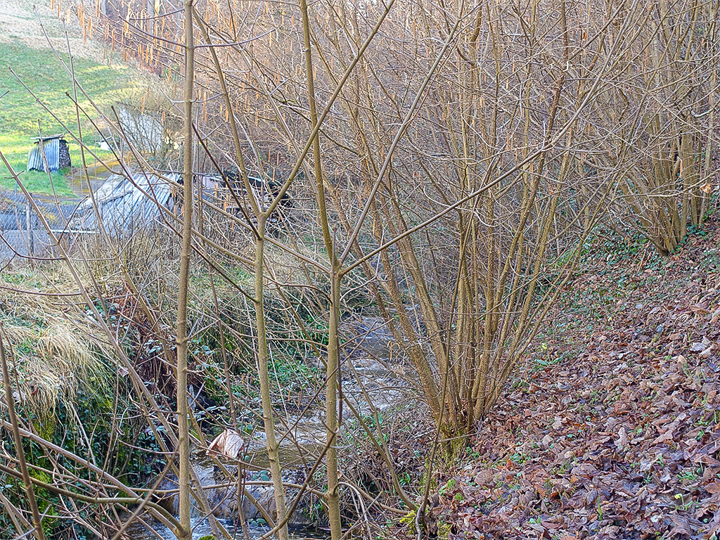 Hirslenbach in Hedingen