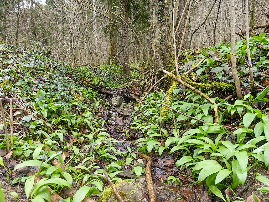 Lärchenbach in Hedingen