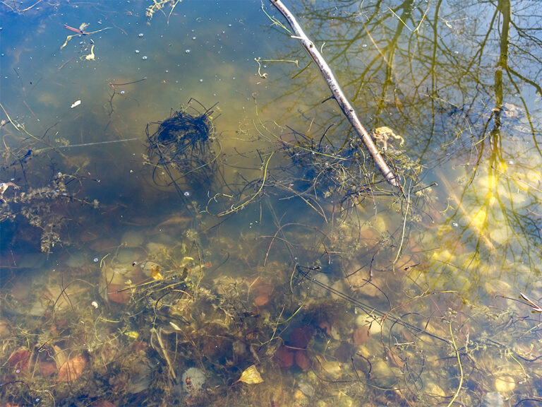 Laichschnüre der Erdkröten