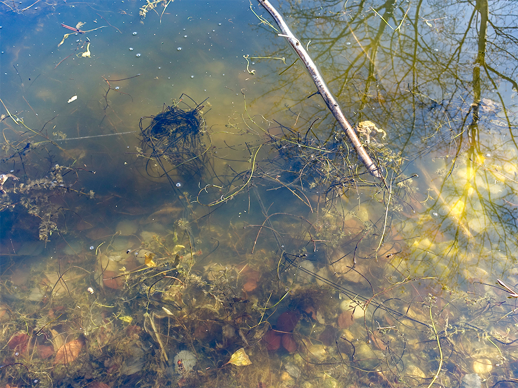 Laichschnüre der Erdkröten