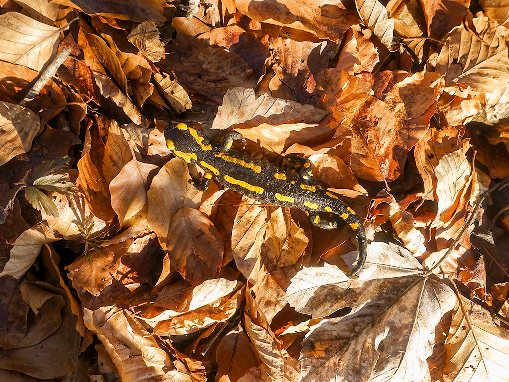 Geretter Feuersalamander