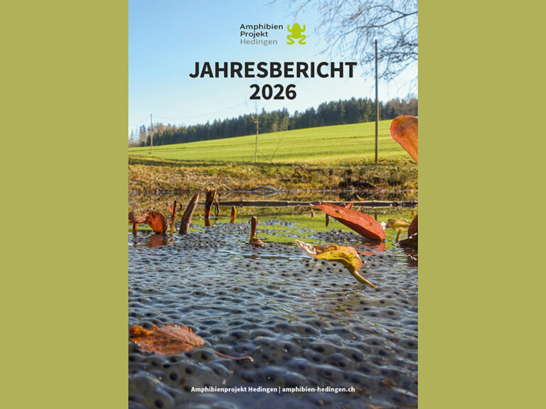 Titelseite Jahresbericht 2026 Amphibienprojekt Hedingen
